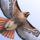 The Sibley eGuide to the Birds of North America